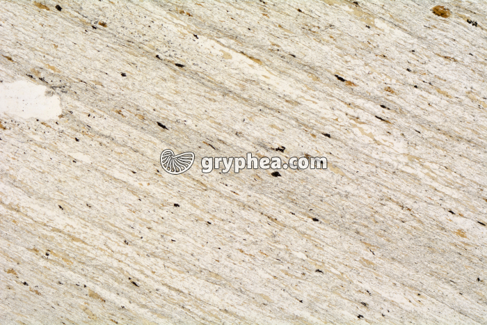 Schiste à biotite (Bas Limousin) LPNA x3,5 - gryphea.org